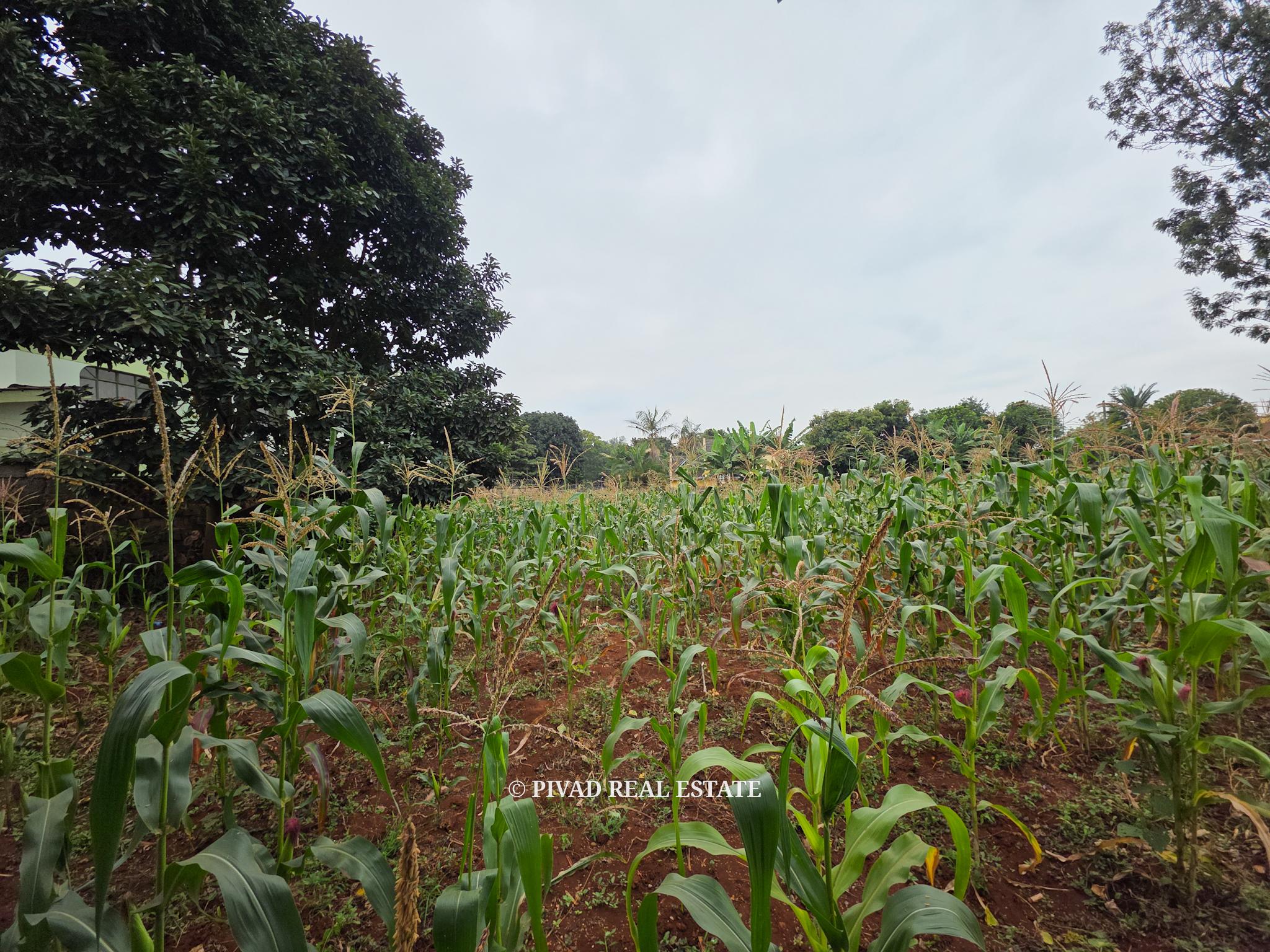 Prime Half-Acre Land for Sale in Runda Riviera