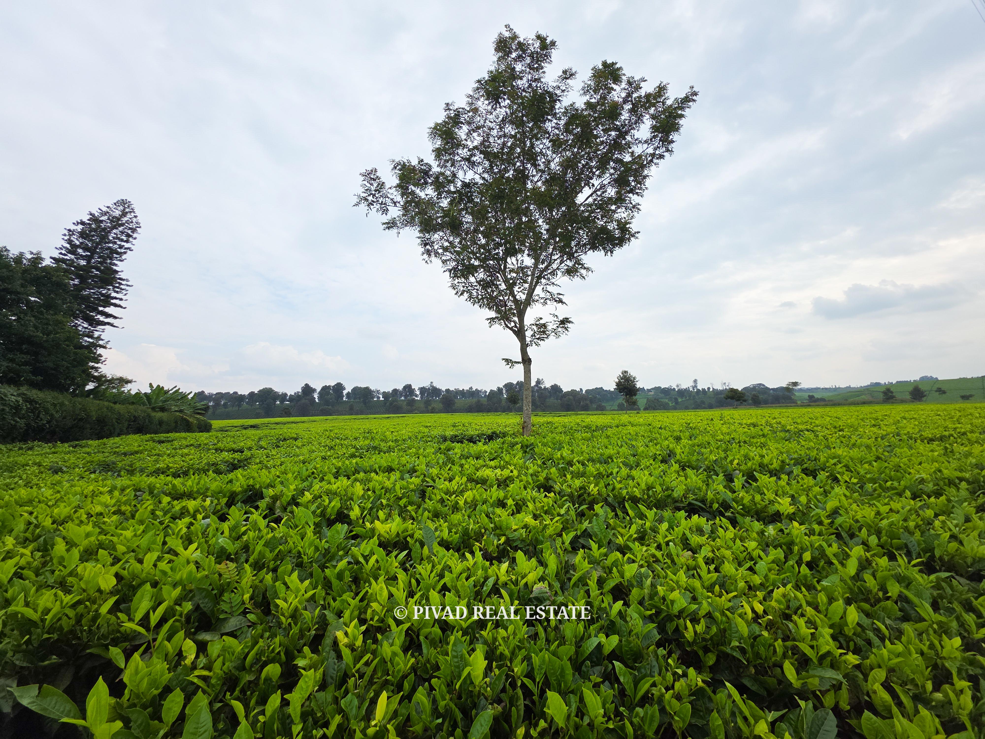 500 Acre Tea Farm/Land For Sale in Limuru, Kiambu County.