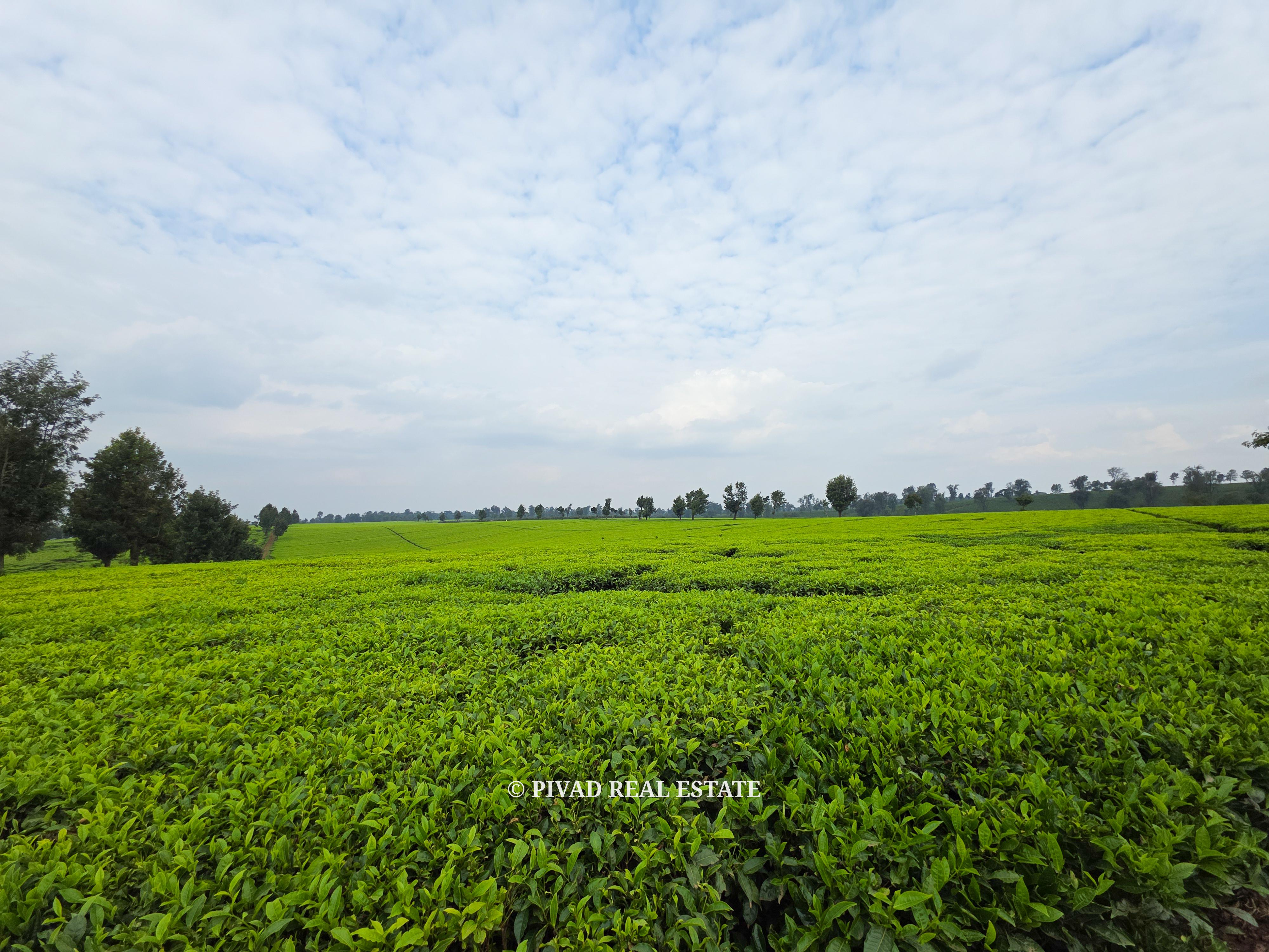 500 Acre Tea Farm/Land For Sale in Limuru, Kiambu County.