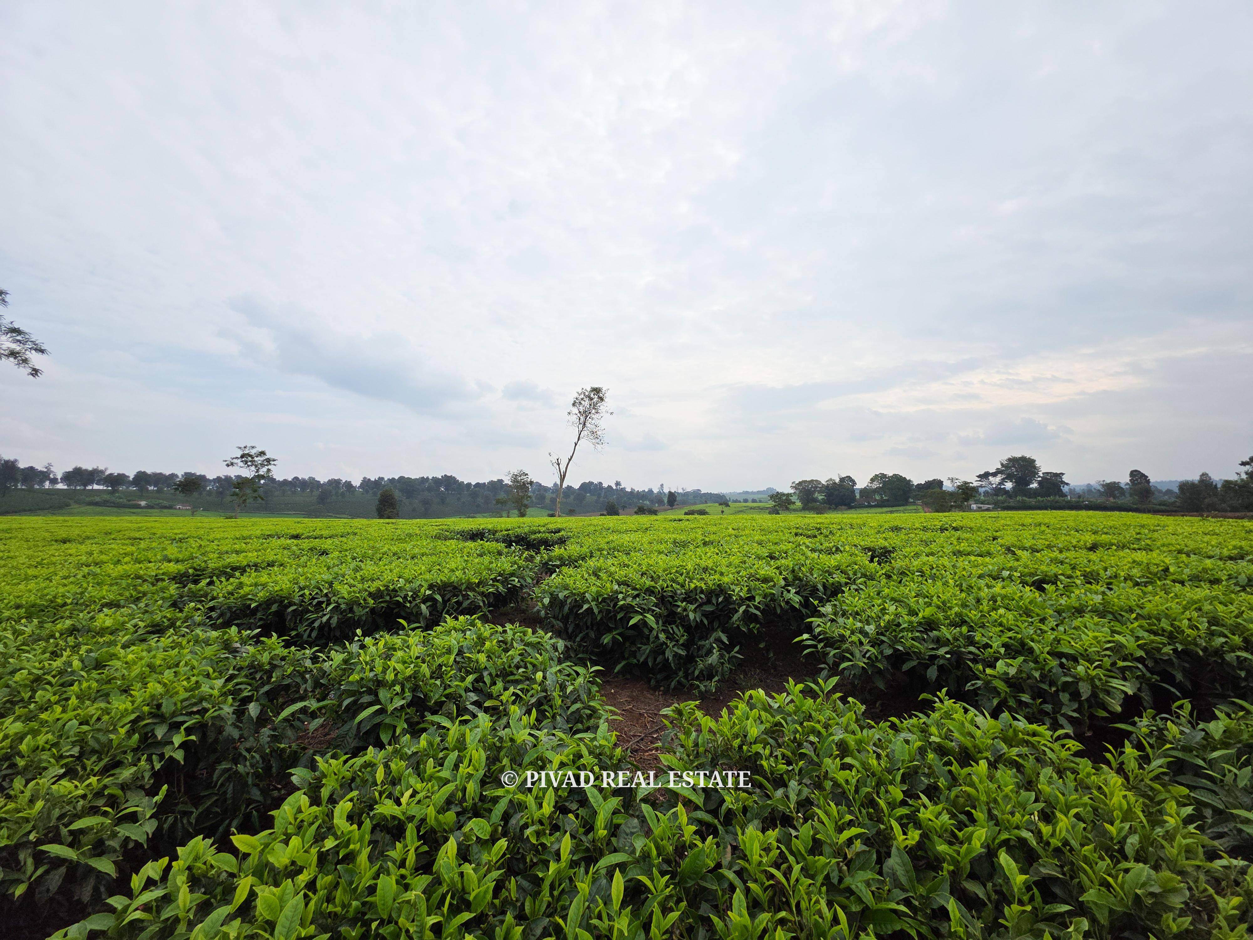 500 Acre Tea Farm/Land For Sale in Limuru, Kiambu County.