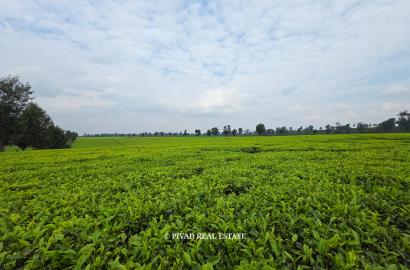 500 Acre Tea Farm/Land For Sale in Limuru, Kiambu County.