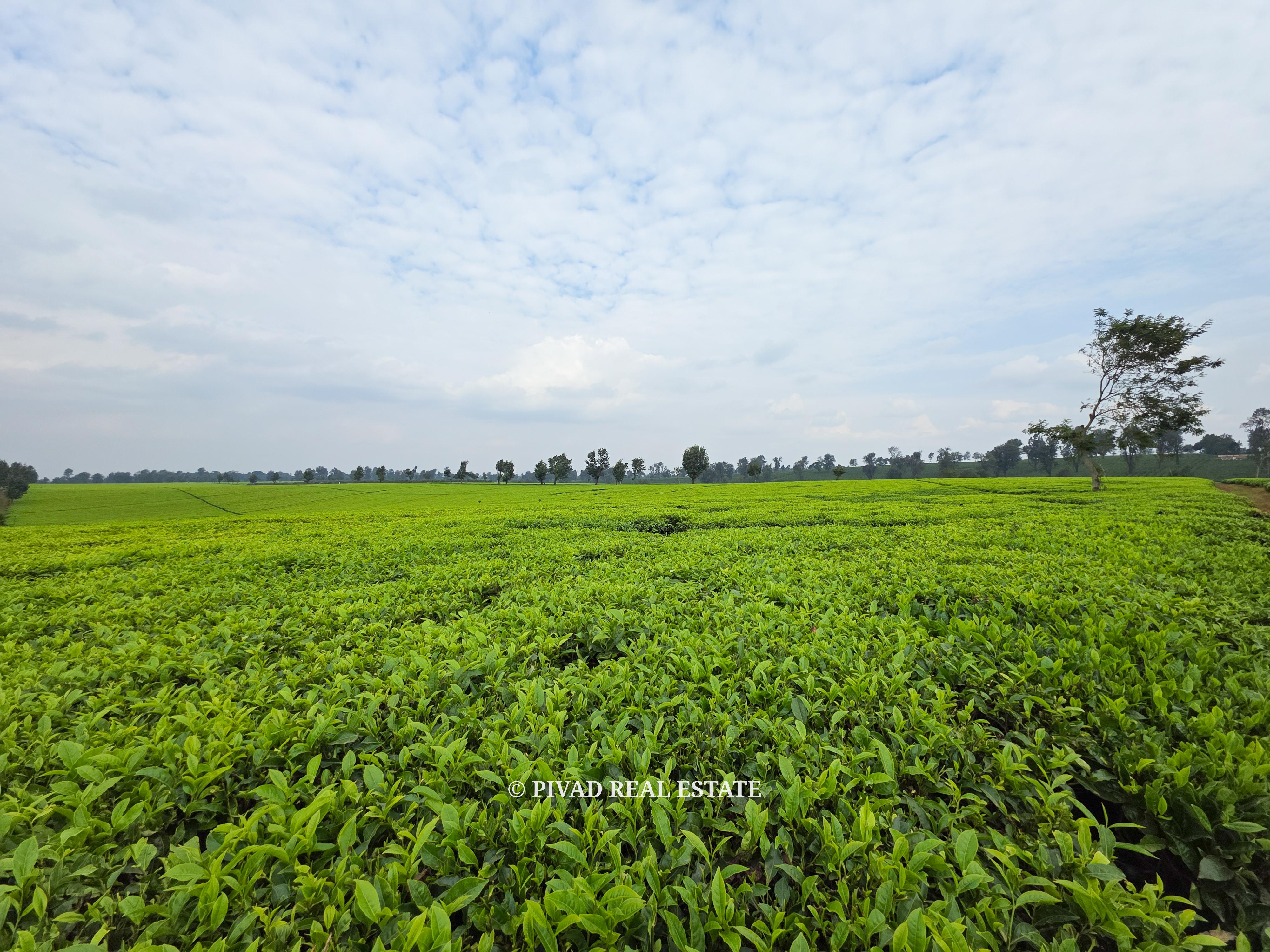 500 Acre Tea Farm/Land For Sale in Limuru, Kiambu County.