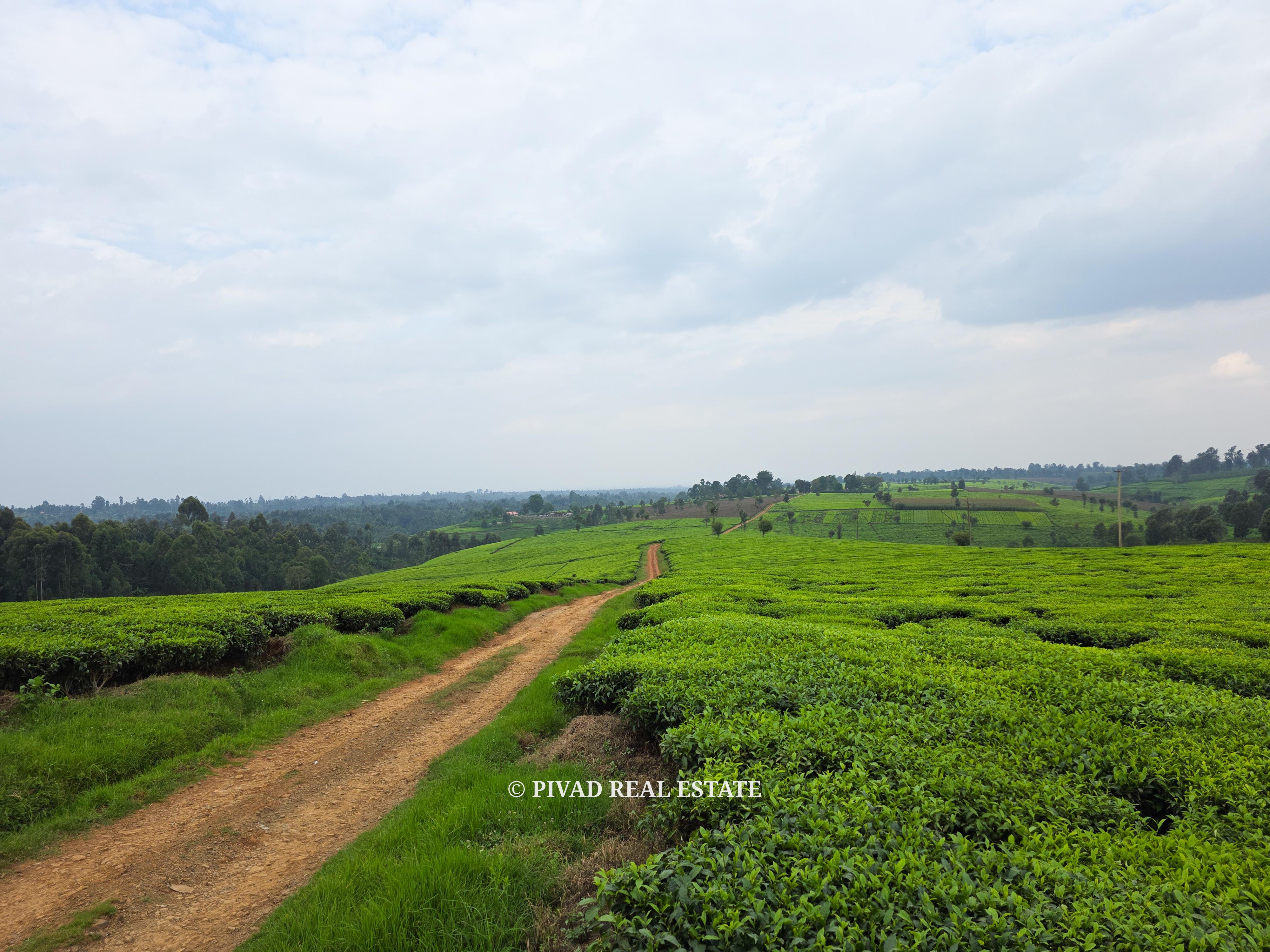 500 Acre Tea Farm/Land For Sale in Limuru, Kiambu County.