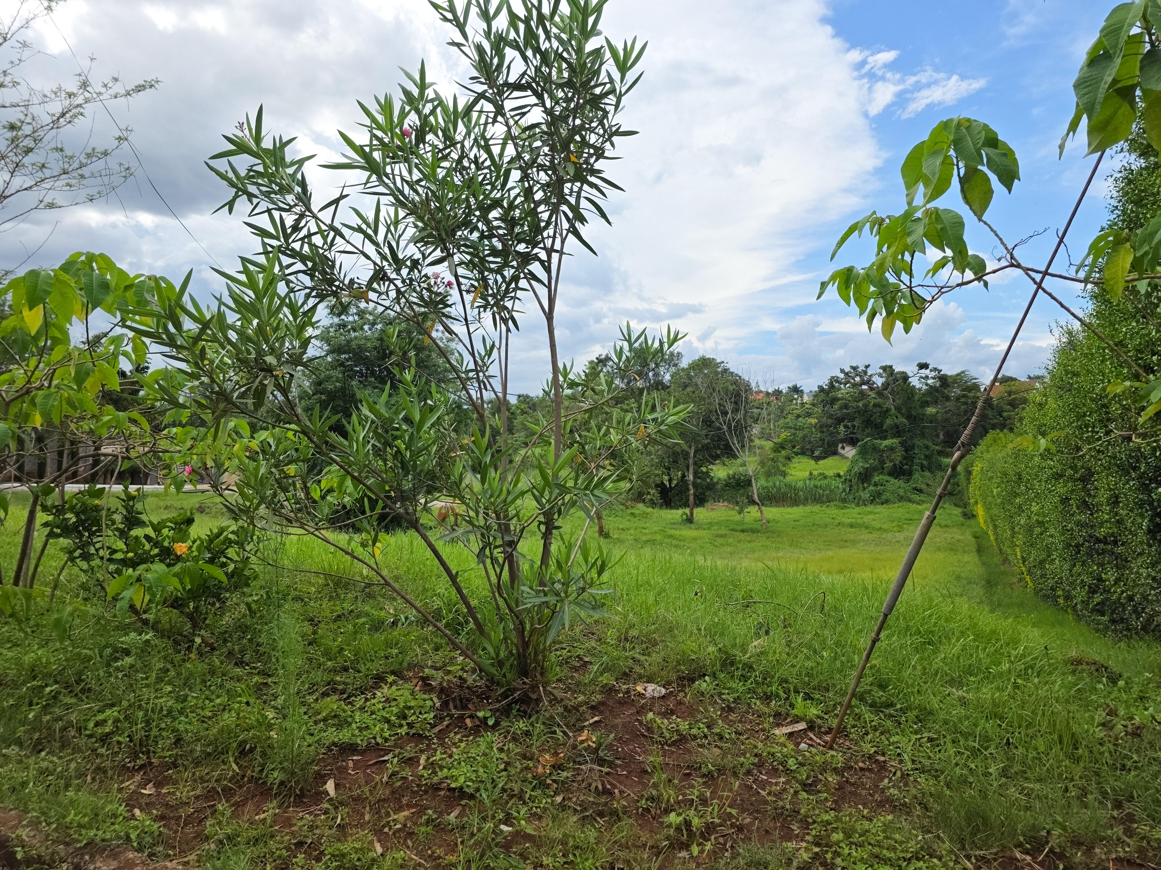 Half acre Residential Land for Sale in Muthaiga North, Countryside Estate