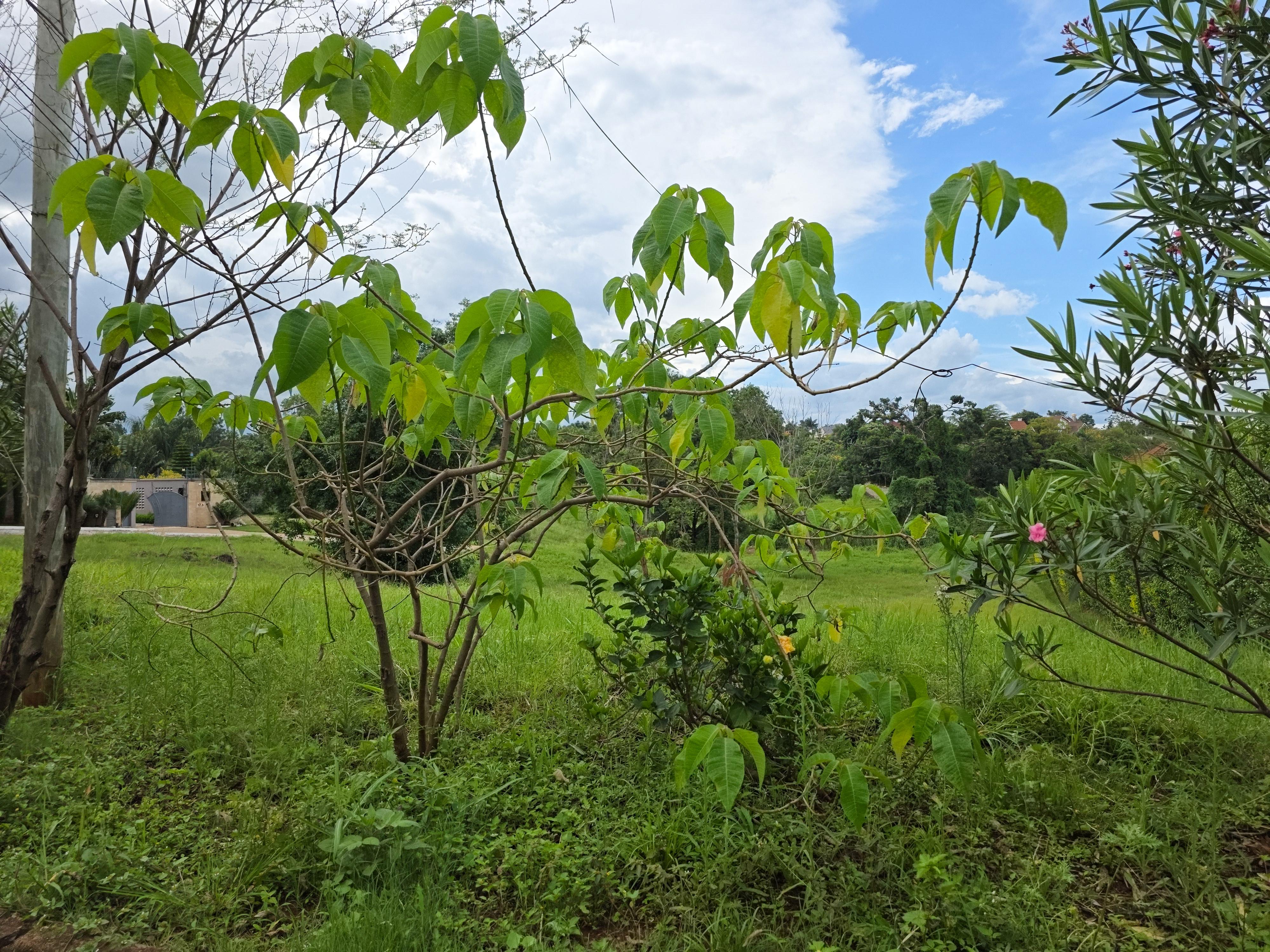 Half acre Residential Land for Sale in Muthaiga North, Countryside Estate