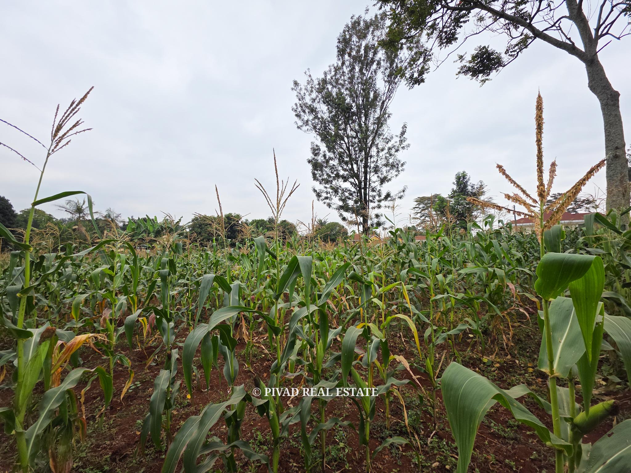 Prime Half-Acre Land for Sale in Runda Riviera gated estate. Selling at 55M