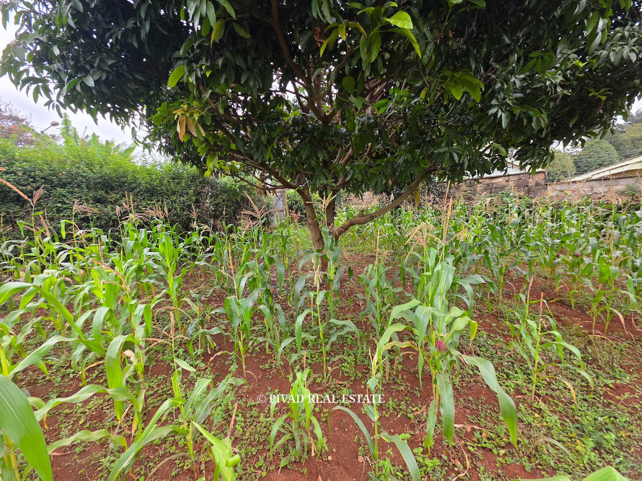 Prime Half-Acre Land for Sale in Runda Riviera